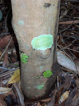 Trunk Acronychia pubescens Coffs Harbour.jpg