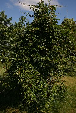 Actinidia arguta