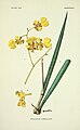 Trichocentrum cebolleta (as syn. Oncidium cebolleta) plate 797 in: Addisonia, (1916-1964)