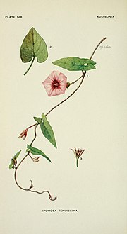 Vorschaubild für Ipomoea tenuissima