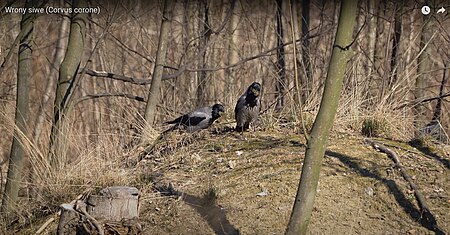 Wrony siwe (Corvus corone) zbierające materiał na wyściółkę gniazda Grey crows (Corvus corone) collecting material for nest lining