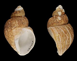 <i>Admete solida</i> Species of gastropod