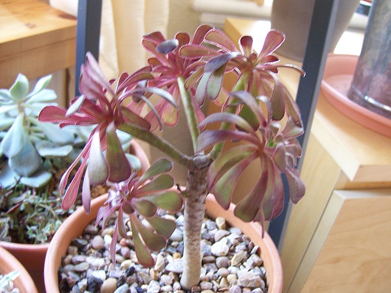 File:Aeonium Schwarzkopf (5545788603).jpg