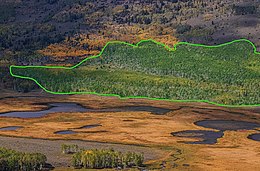 Vista Aérea da Árvore Pando.jpg