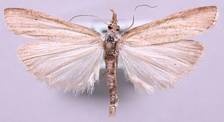 <i>Agriphila poliellus</i> Species of moth