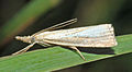 Latina: Agriphila straminella Deutsch: Quergestreifter Wickler