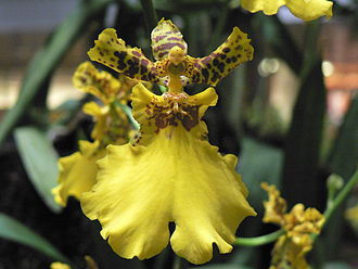 A cultivar of the orchid genus Oncidium Airport orchid.JPG