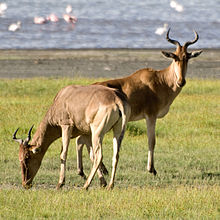 Hartebeest feed primarily on grasses. Alcelaphus buselaphus, Ngorongoro, Tanzania.jpg