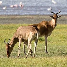 Vaca-do-mato (Alcelaphus buselaphus)