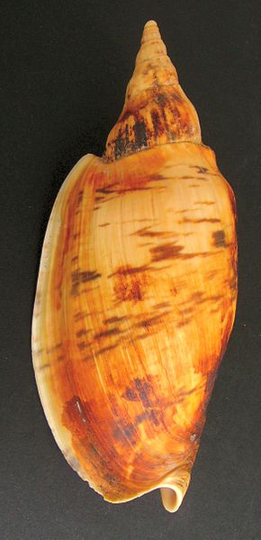 File:Alcithoe arabica (smooth form).JPG