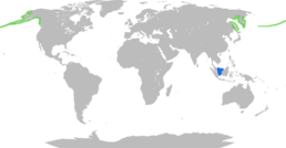 Aleutian Tern Distribution      Гніздування      Негніздовий ареал
