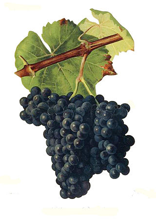 <span class="mw-page-title-main">Alicante Bouschet</span> Variety of grape