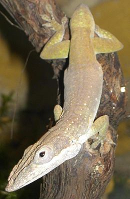 male Anolis allisoni photographed in the terrarium