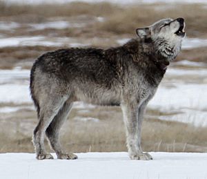 Canis Lupus Occidentalis: Storia e distribuzione, Descrizione, Biologia e comportamento