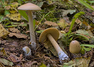 <i>Amanita flavescens</i> Species of fungus