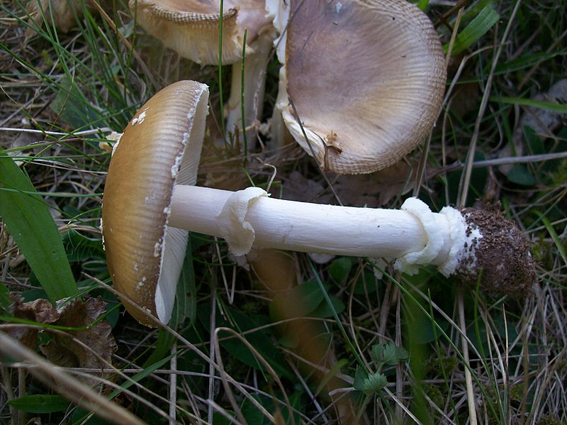 File:Amanita pantherina; 100 9694.jpg