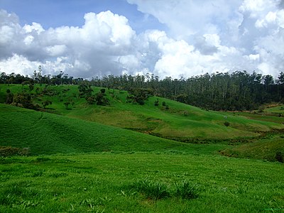 Ambewela Farms, Sri Lanka.