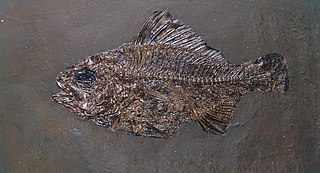 <i>Amphiperca</i> Extinct genus of fishes