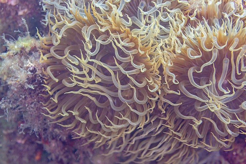 File:Anémona de mar (Aiptasia couchii), Parque natural de la Arrábida, Portugal, 2022-07-29, DD 28.jpg