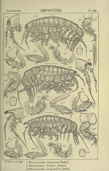 File:An account of the Crustacea of Norway (Pl. 108) (6194942803).jpg