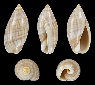 <i>Ancilla ventricosa</i> Species of gastropod