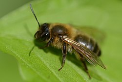 Andrena scotica f20150511.jpg