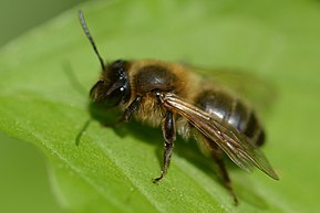 Popis obrázku Andrena scotica f20150511.jpg.