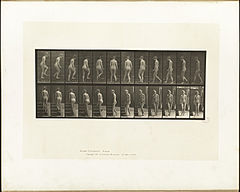 Animal locomotion. Plate 98 (Boston Public Library).jpg