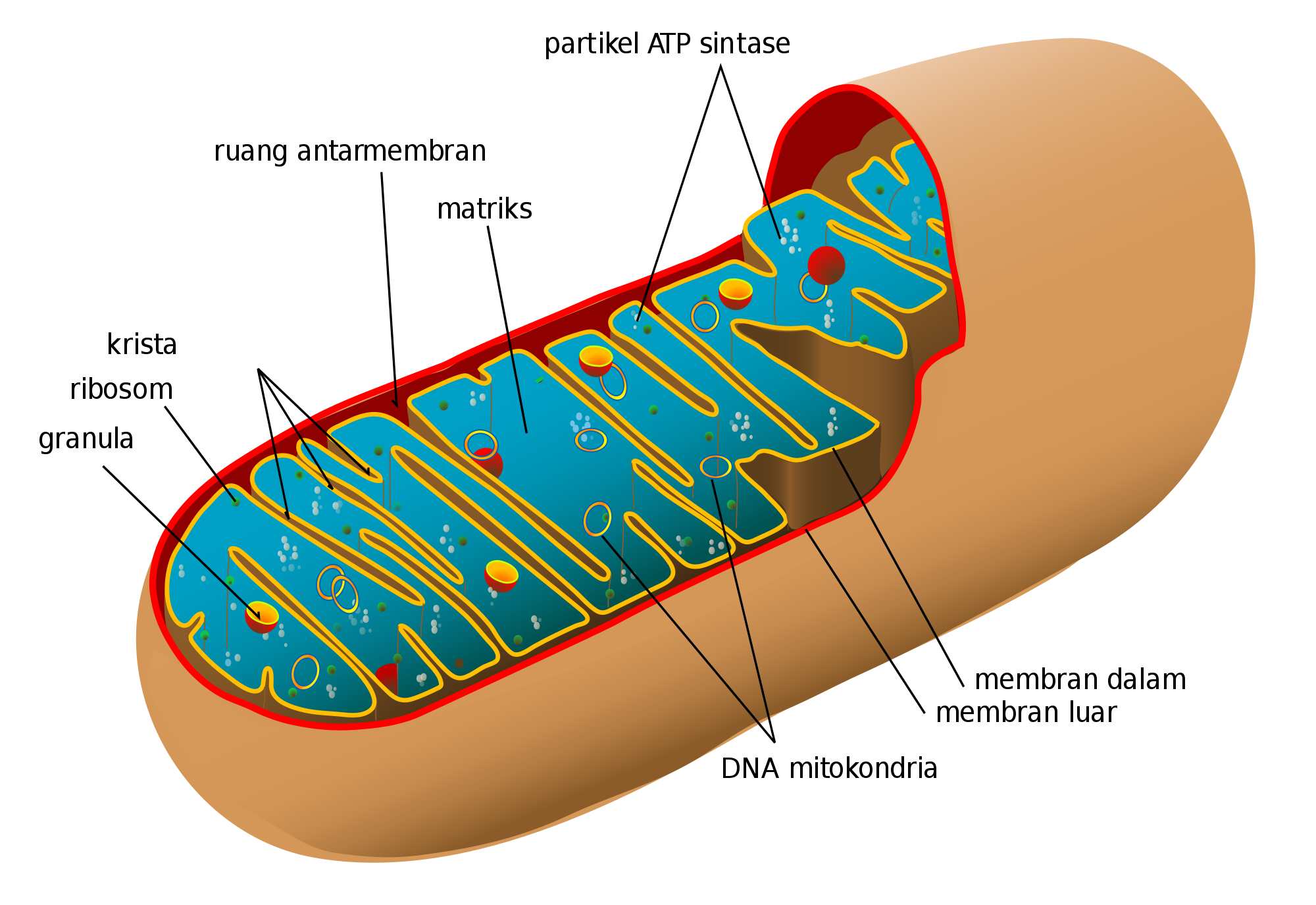 https://upload.wikimedia.org/wikipedia/commons/thumb/e/ed/Animal_mitochondrion_diagram_id.svg/