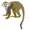 Squirrel monkey