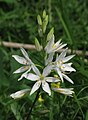 * Nomination St Bernard's lily (Anthericum liliago) --Robert Flogaus-Faust 12:10, 22 December 2023 (UTC) * Promotion Good quality. --Argenberg 12:39, 22 December 2023 (UTC)