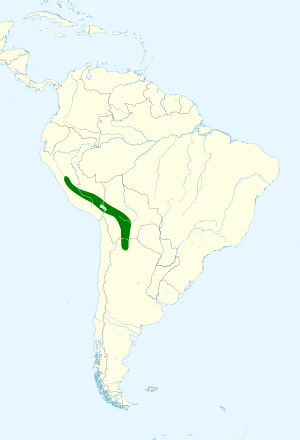 Anthus brevirostris map.svg