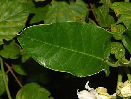 Tập_tin:Apocyanaceae_-_Araujia_sericea-1.JPG