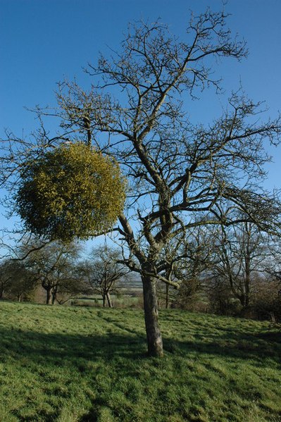 File:Apple tree with mistletoe, Apperley - geograph.org.uk - 643389.jpg