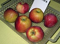 Apples (Rosana cultivar) .jpg