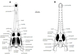 Skull reconstruction of Arambourgisuchus Arambourgisuchus.png