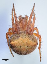 Miniatura para Araneus bispinosus