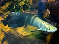 Arapaima Sheddi Akvaariumis