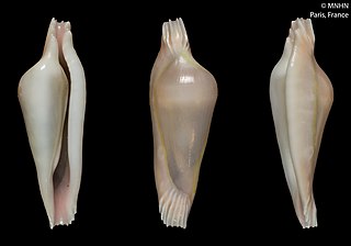 <i>Archivolva</i> Genus of gastropods