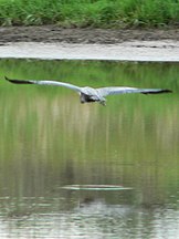 Ridgefield National Wildlife Refuge