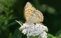 * Nomination The Silver-washed Fritillary (Argynnis paphia) --Richard Bartz 19:39, 21 August 2007 (UTC) * Promotion Good composition, light. Acceptable technical condition. --Beyond silence 03:42, 22 August 2007 (UTC)