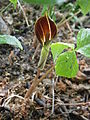 Arisaema triphyllum opening