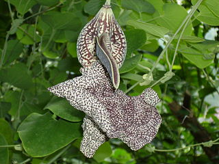 <i>Aristolochia</i> genus of plants