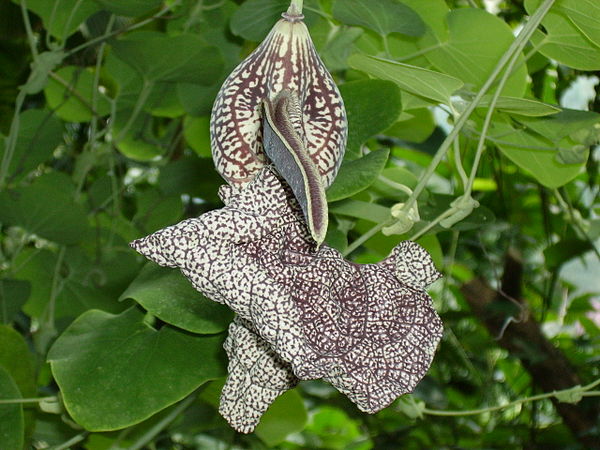 Aristolochia