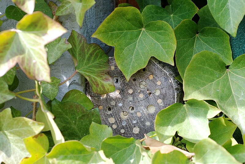 File:Artificial bee nest (4582671536).jpg