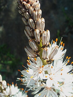 Asphodelus ramosus na Sierra Madrona, Espanha