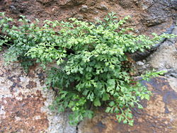 Müür-raunjalg Asplenium ruta-muraria