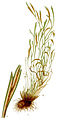 Doradille du nord (Asplenium septentrionale), limbe linéaire