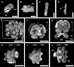 File:Asteroschema cf. bidwillae (10.3897-zookeys.1090.76292) Figure 9.jpg (Category:Asteroschema bidwillae)