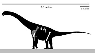 Skeleton reconstruction of Atacamatitan